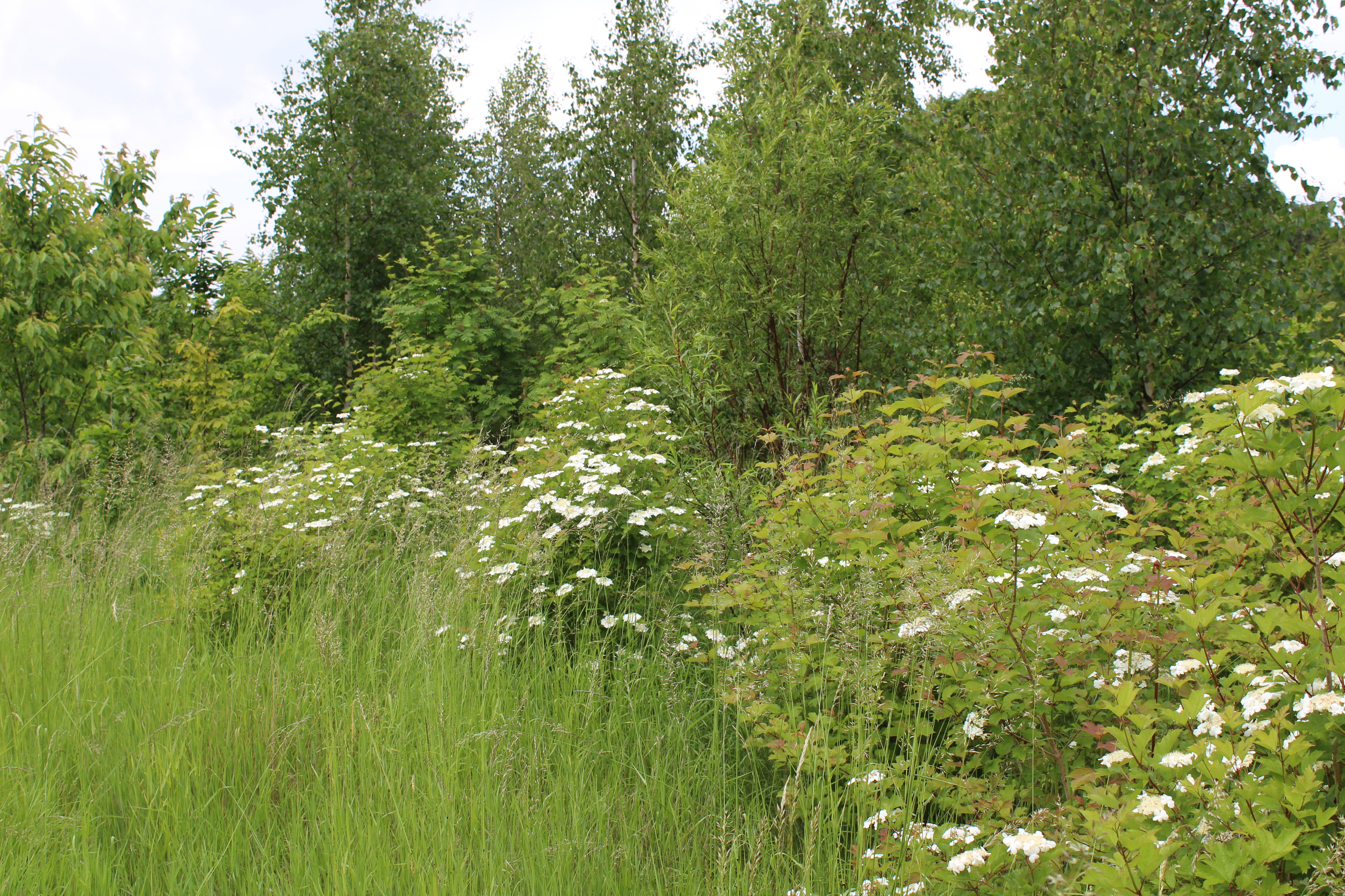 Skovbryn blev til overdrev